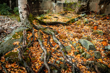 Birch roots among leaves and scattered bricks