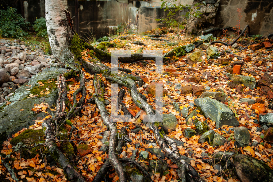 Birch roots among leaves and scattered bricks