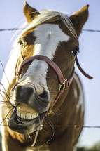 horse showing its teeth 