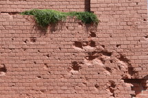 vines growing through a brick wall 