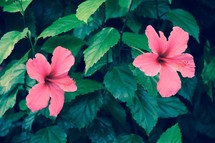 tropical fuchsia hibiscus flowers on a green nature background in summer 
