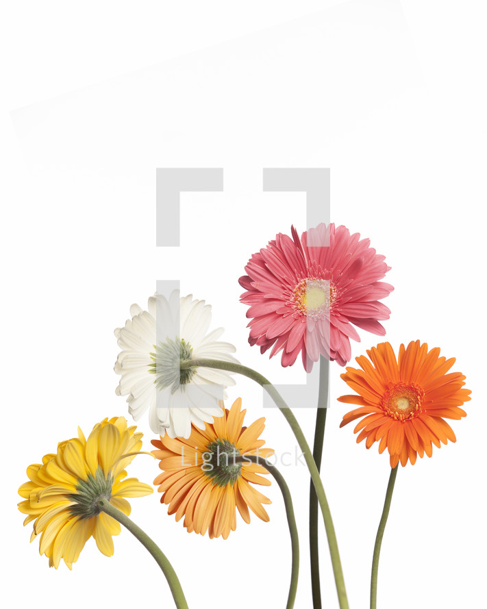 gerber daisies against a white background 