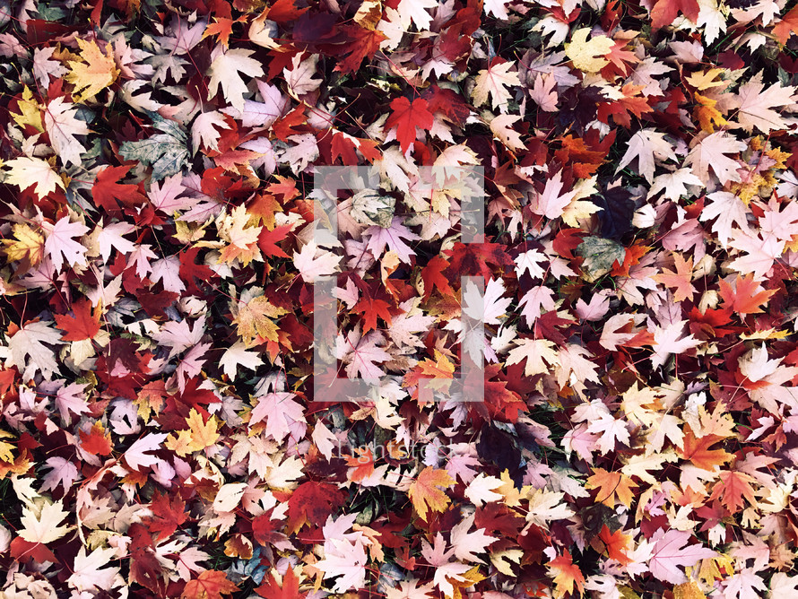 fall leaves on the ground background 