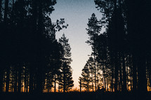 silhouettes of trees in a pine forest 