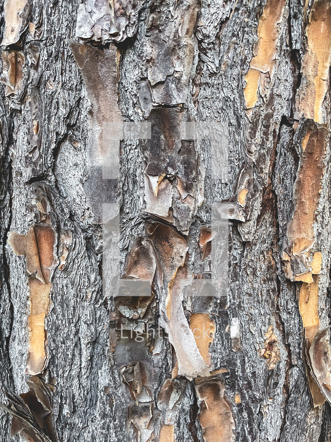 Abstract background, close up photo from tree bark.