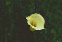 yellow calla lily