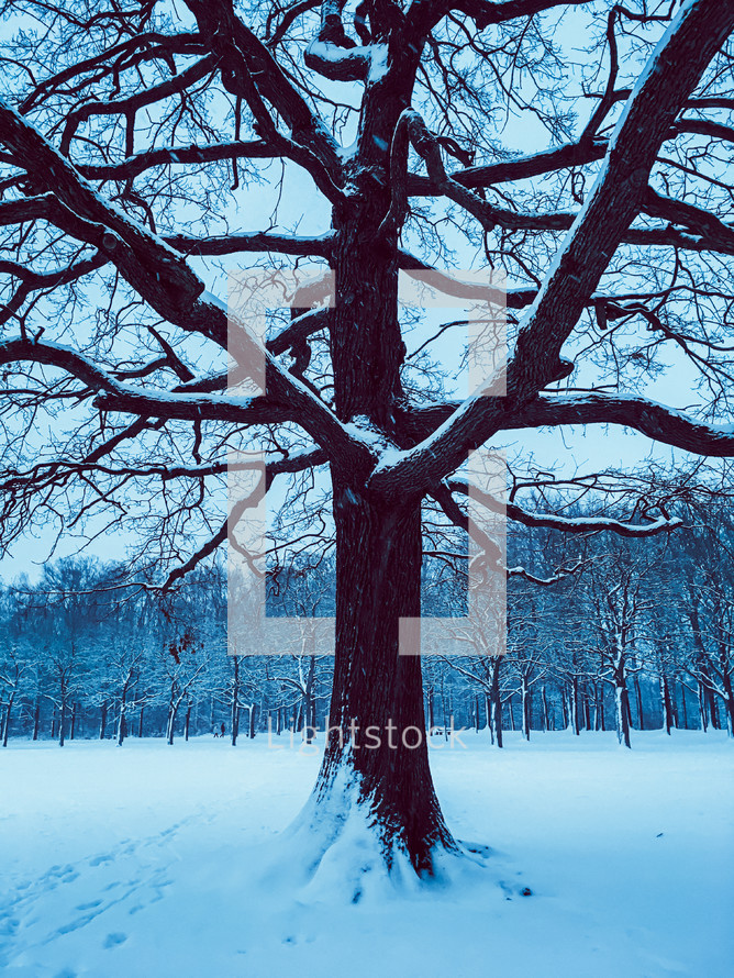 tree with winter snow 