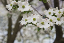 white dogwood blossoms 