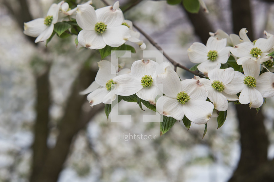white dogwood blossoms 