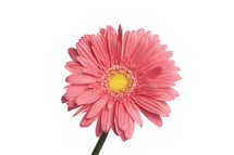pink gerber daisy against a white background 