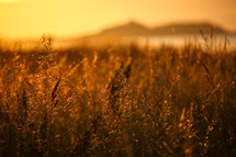 a field of tall grasses under golden sunlight 