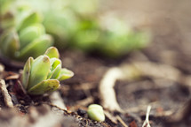 new life sprouting from the earth 