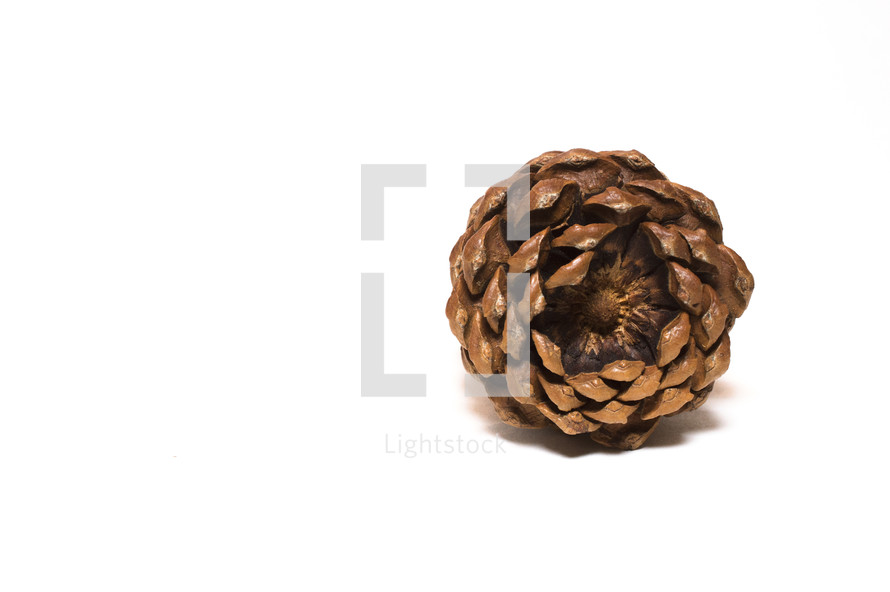 a pine cone on a white background 