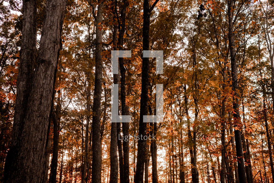 autumn forest 