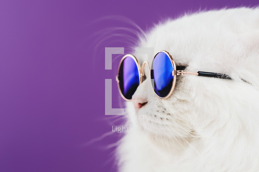Portrait of white furry cat in fashion sunglasses. Studio. Luxurious domestic 