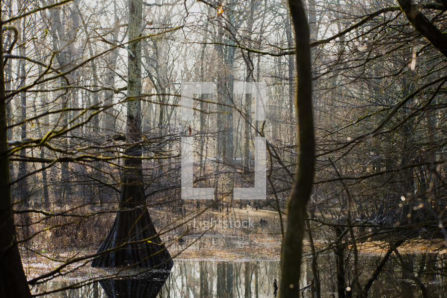 Foggy Swamp and Trees at Dawn