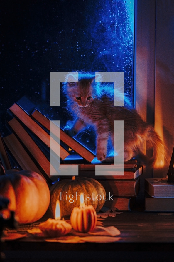 Little kitten sneaks through books stacked by rainy window. Cute pumpkin candles burning, retro background. Reading, cozy ambience, comfort concept. High quality photo