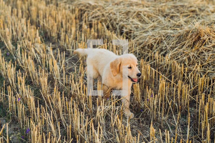 Authentic Portrait Tiny Pedigreed Golden Retriever Puppy Running in Sunset Light