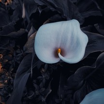 beautiful calla lily in the garden in springtime