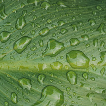 drops on the green plant leaf in the garden in rainy days