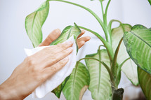 caring for a house plant 