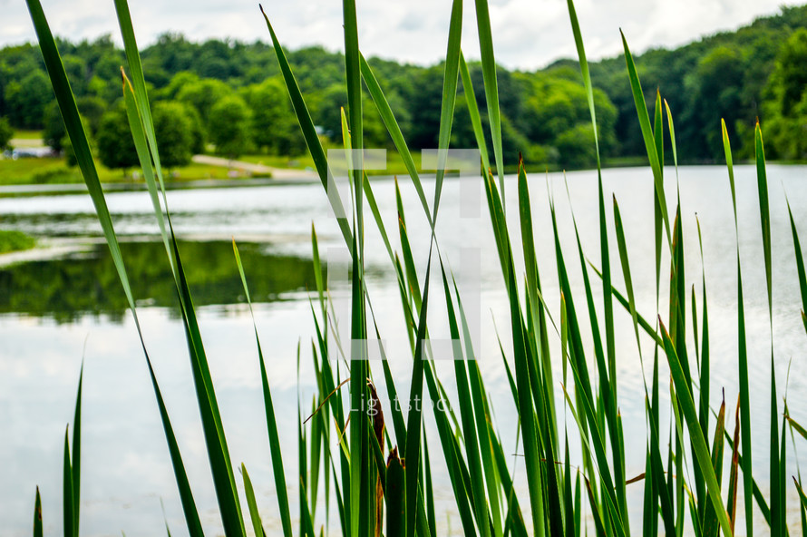 tall reeds in front of a pond view 
