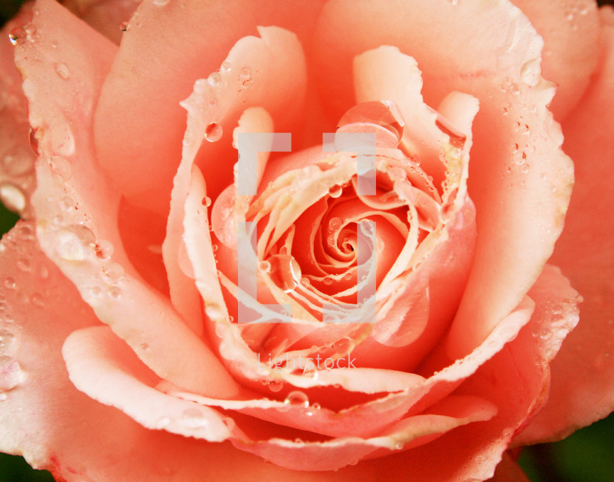 water droplets on a peach rose 
