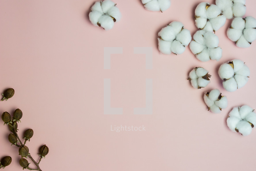 cotton on a pink background 