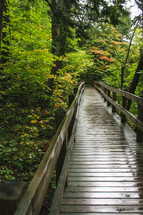 wet wood path in a forest 