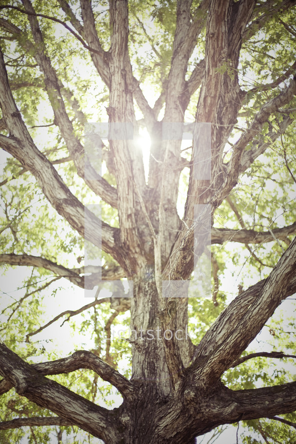 light beaming through rugged tree
