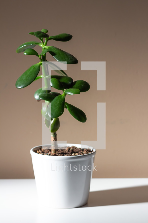 potted jade plant 