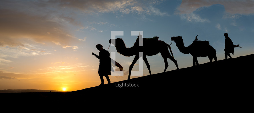 man leading camels 