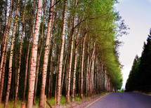 trees lining a rural road 