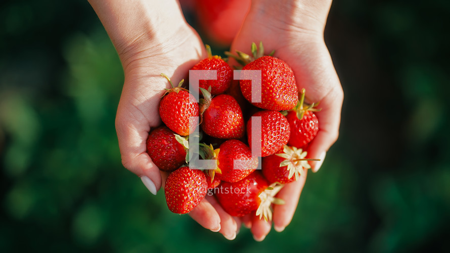 Female farmer picking ripe organic strawberries. Holding in hands fresh harvest. High quality photo