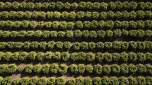 aerial view over an orange orchard 
