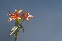 orange lilies 