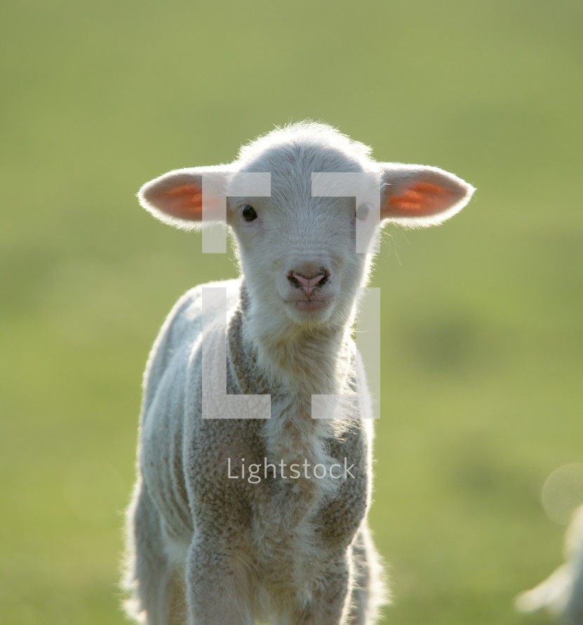 lamb looking at the camera 
