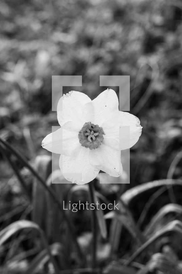 daffodil in black and white 
