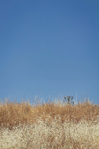 brown grasses against a blue sky 