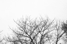 winter tree branches