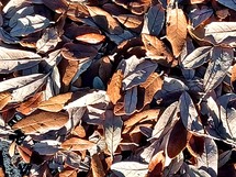 Piles of fresh fallen leaves on the ground after fall. 