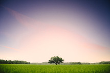 isolated tree in a green meadow 