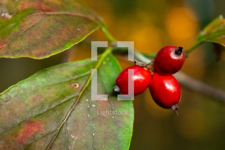 red dogwood berries 