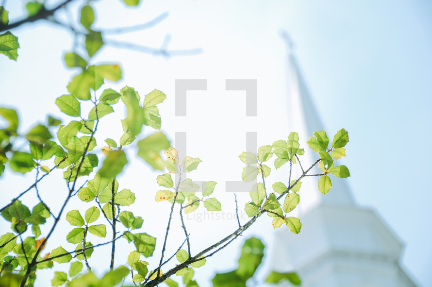 church steeple and green spring leaves 
