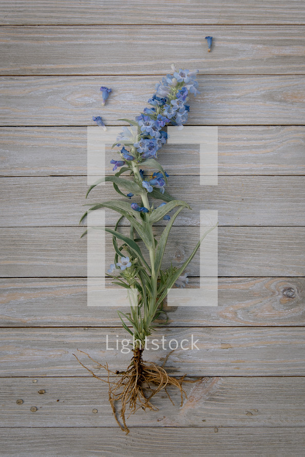 blue flowers on wood boards 