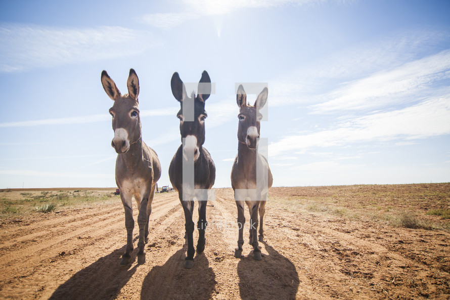 three mules 