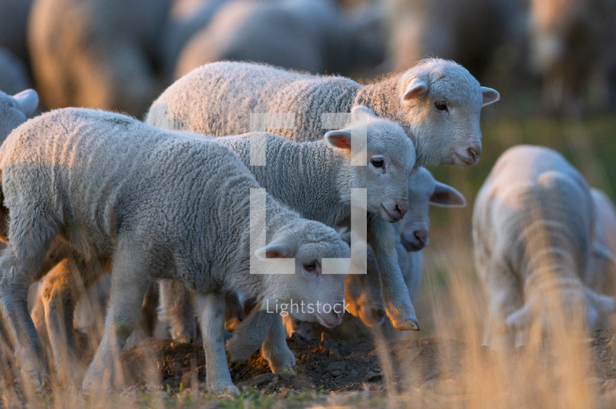 lambs in a pasture 
