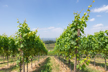 Grape vineyard in summer with blue sky