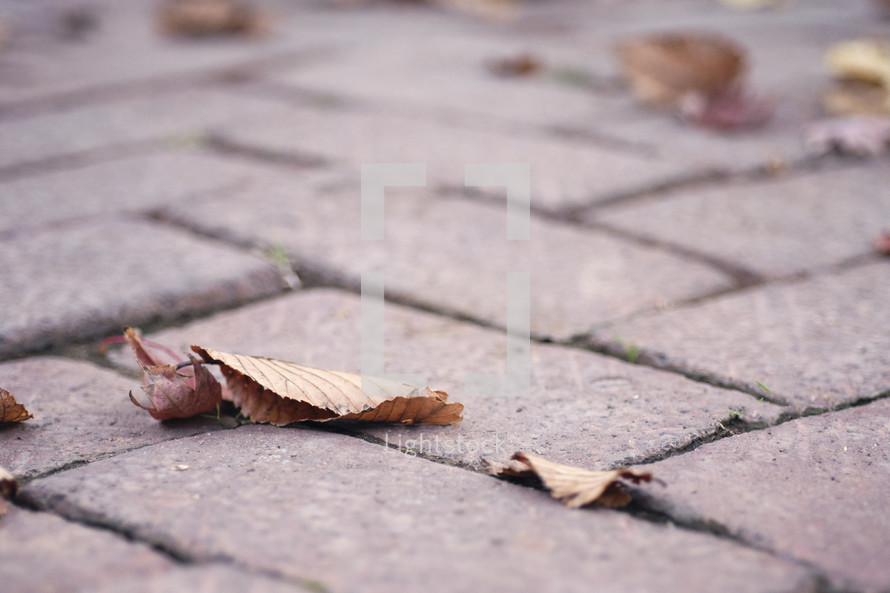 fall leaves on brick pavers 