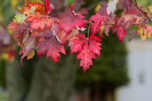 red fall leaves 